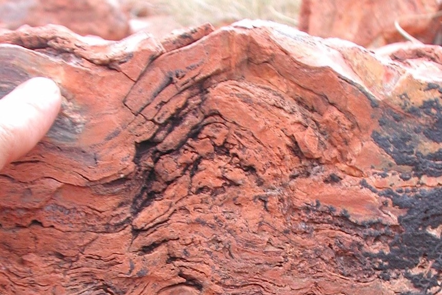 Cross-section of a stromatolite cone