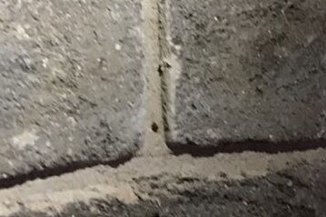 Grey brick with small dead black bug