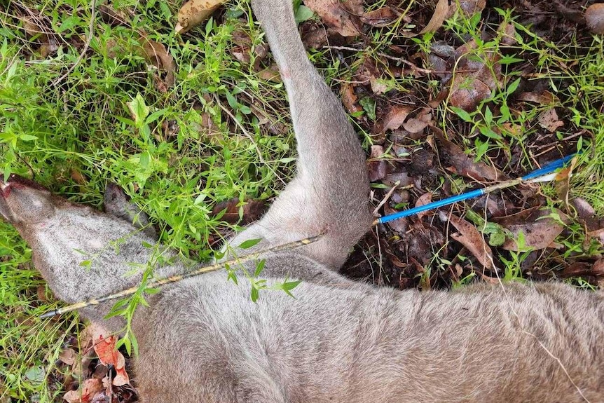 A kangaroo with an arrow through its arm