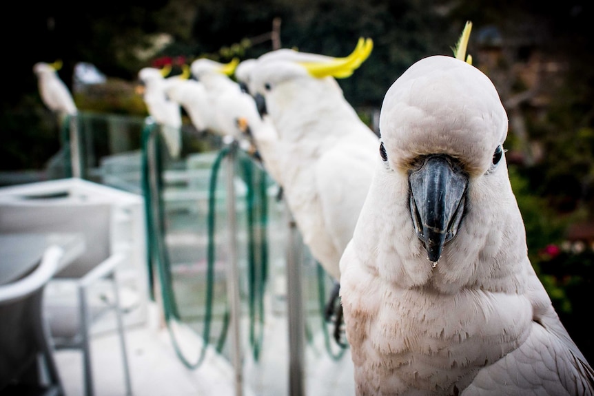 A line of sulphur-crested cockatoos sitting on a balcony railing.