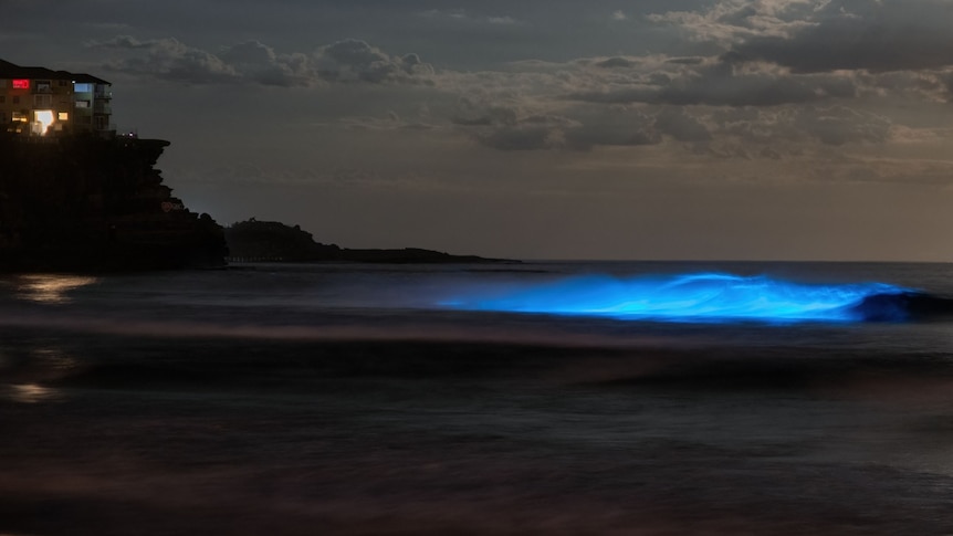 Bioluminescence lights up festive season from NSW Mid North Coast to ...
