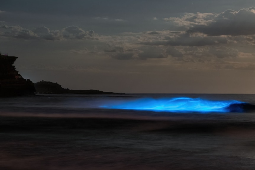 A bioluminescent wave rolls in at Manly.