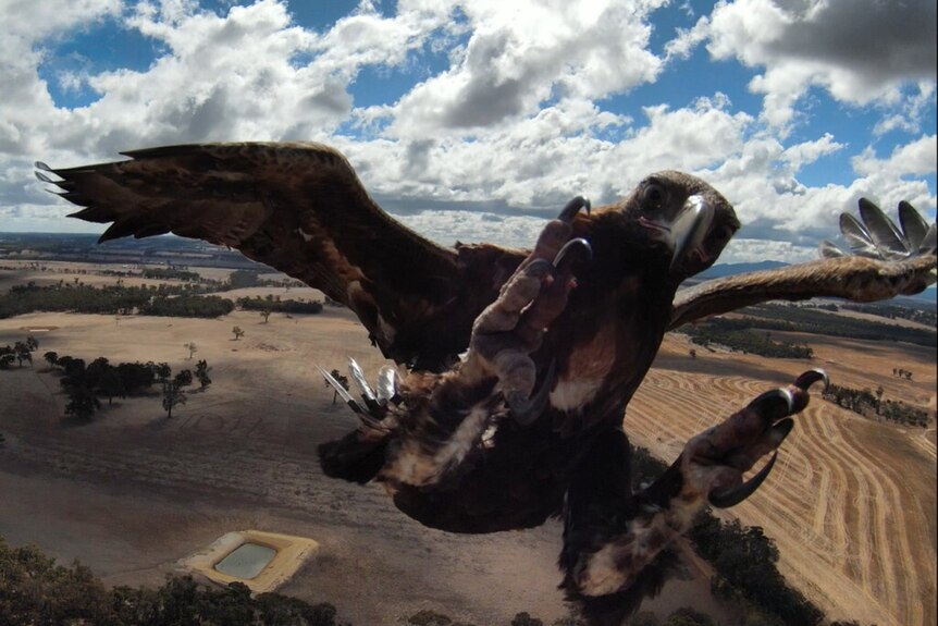 A brown bird of prey reaches, talons outstretched, for the camera mid-air.