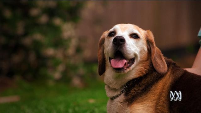 A beagle dog