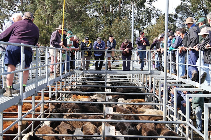 Buyers and sellers at Boyanup sale yard.