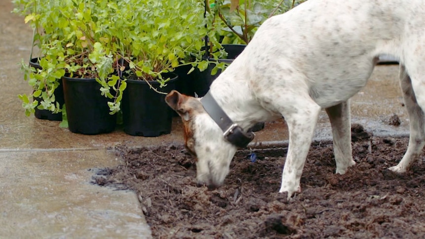 Squid the dog burying something in the soil of a garden bed.