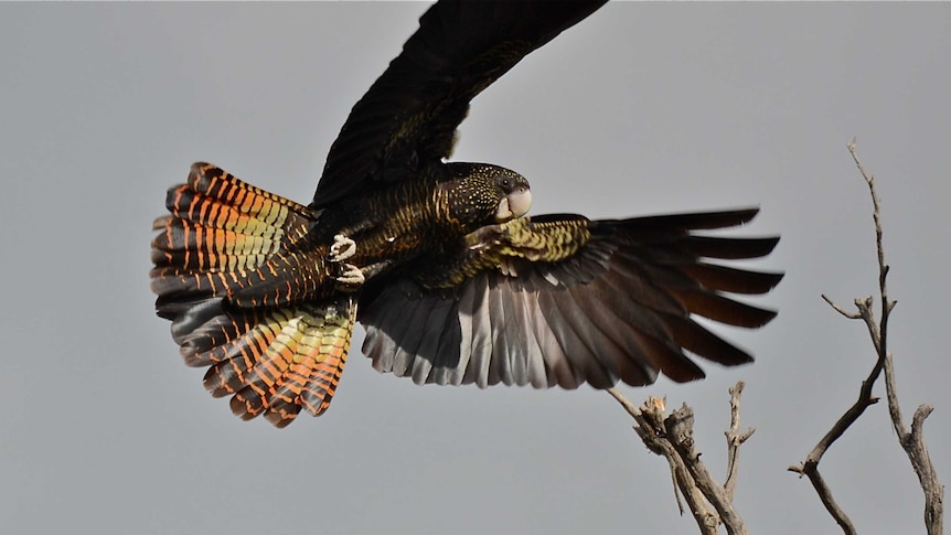 A south-eastern red-tailed black cockatoo in the air with wings spread near a tree branch.