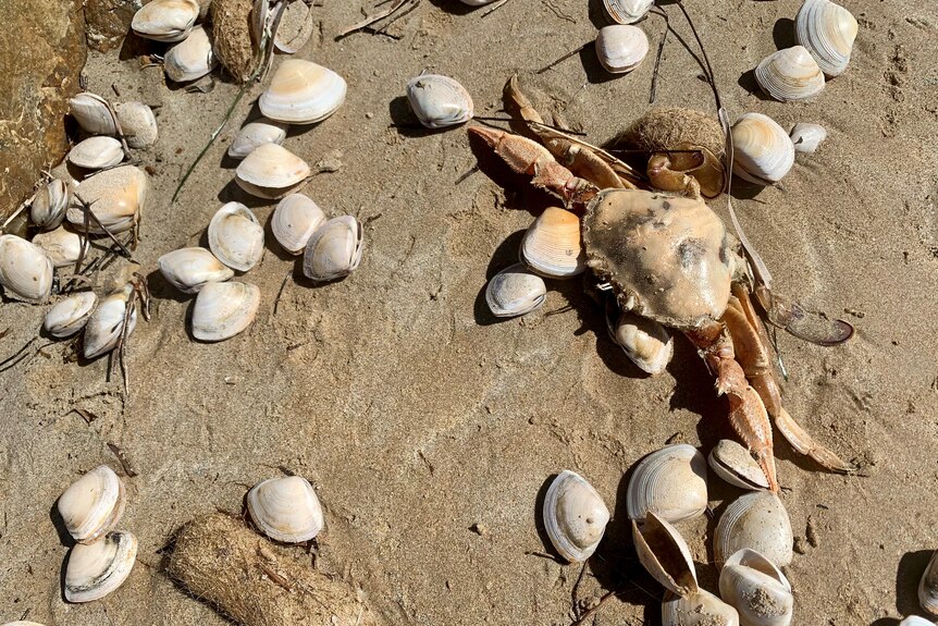 Mollusc shells on a beach.
