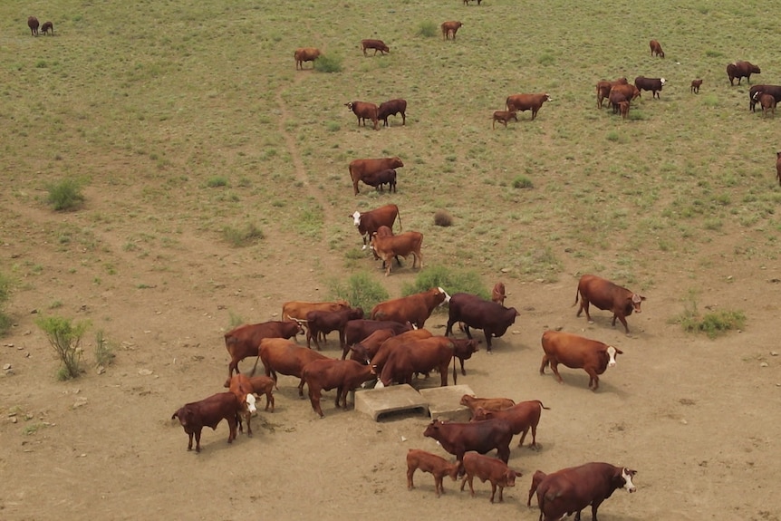 an aerial photo of a group of cows in a large paddock