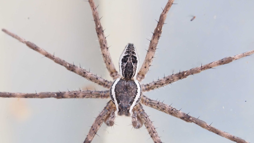 Reclassified water spider named after Tasmanian man John Douglas.