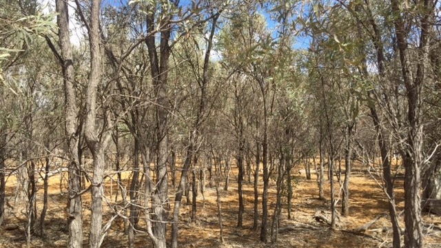 Thick vegetation on a property in western Queensland.