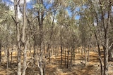Thick vegetation on a property in western Queensland.
