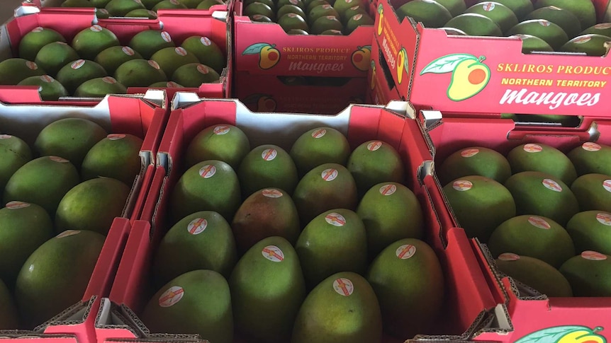 Kensington Pride mangoes packed into cardboard boxes