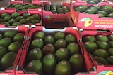 Kensington Pride mangoes packed into cardboard boxes