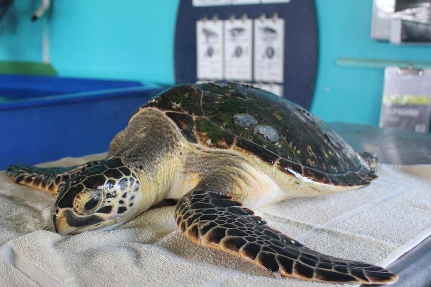 A sea turtle lies on a towel inside a turtle hospital