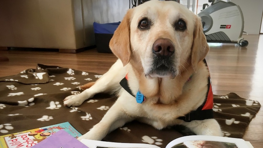 A dog sitting on a rug surrounded by children's books.