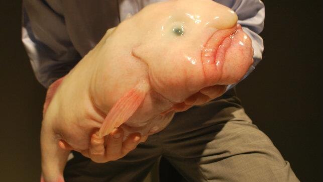 Patricia Piccinini's 2011 sculpture, Eulogy