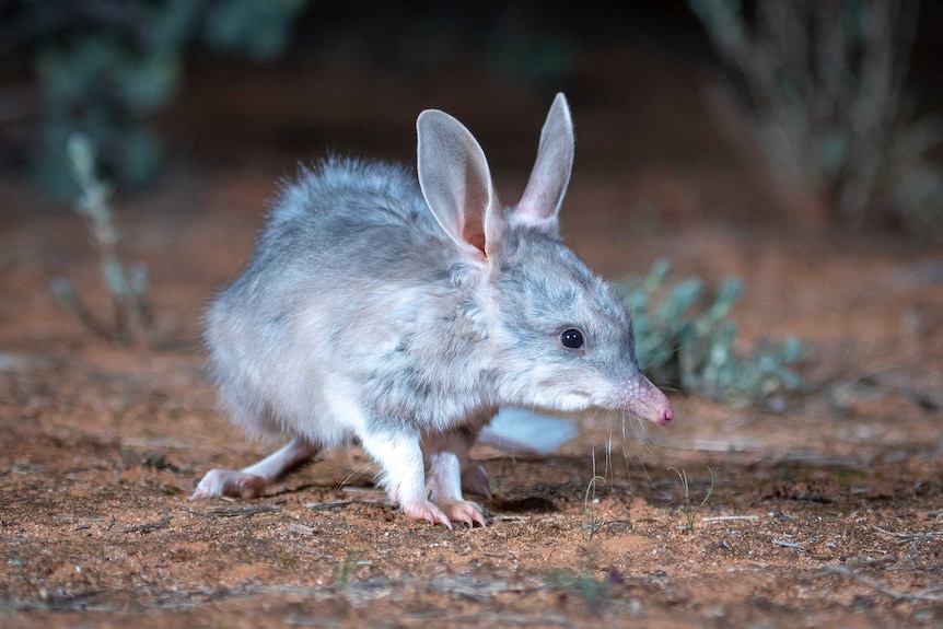 A small greay creature with big ears looks into the camera.