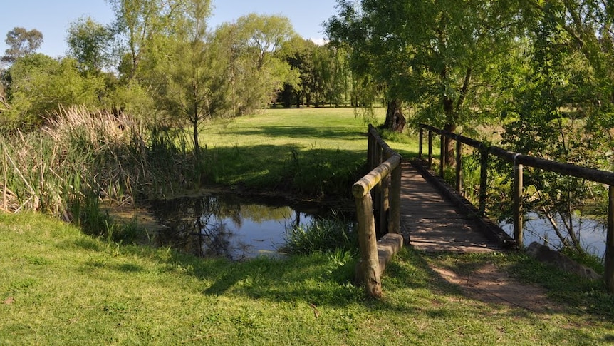 Ray Lawler Reserve, Morpeth Common