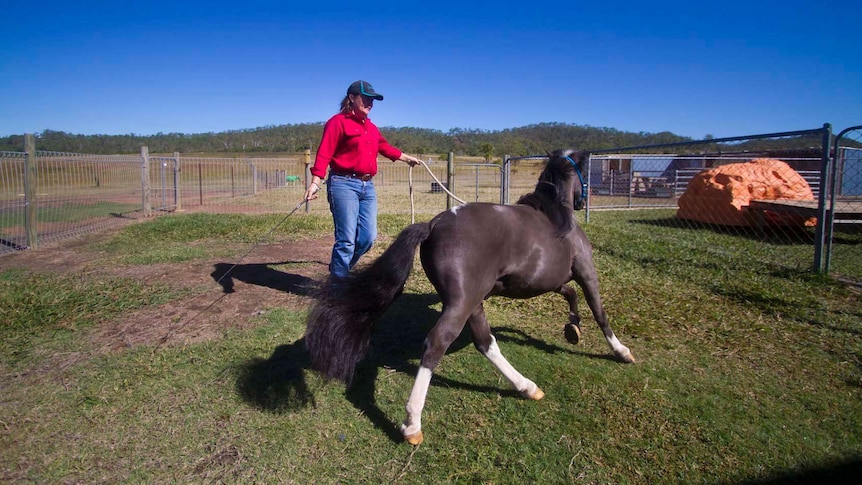 Miniature horse breeder Angela Smythe putting Reb through his paces.