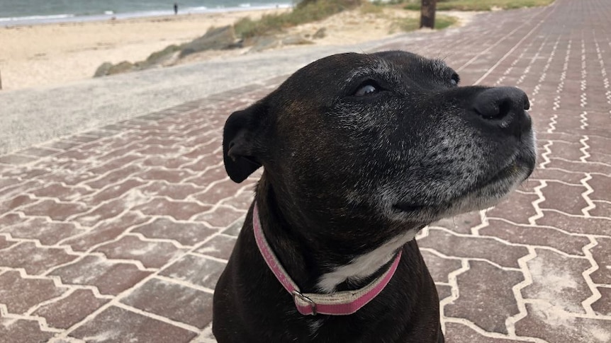 A dog sitting on a walkway at an Adelaide beach