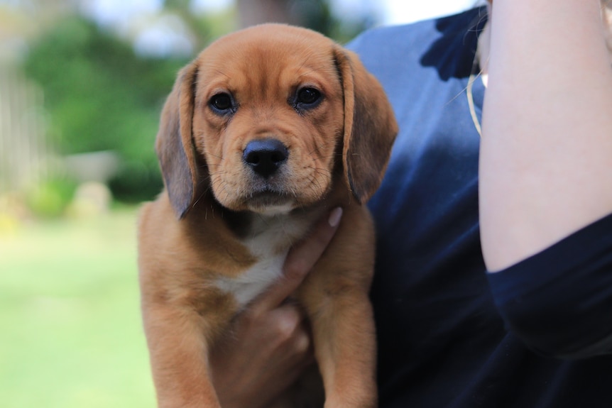 A close-up of a very cute tan puppy being held by a human