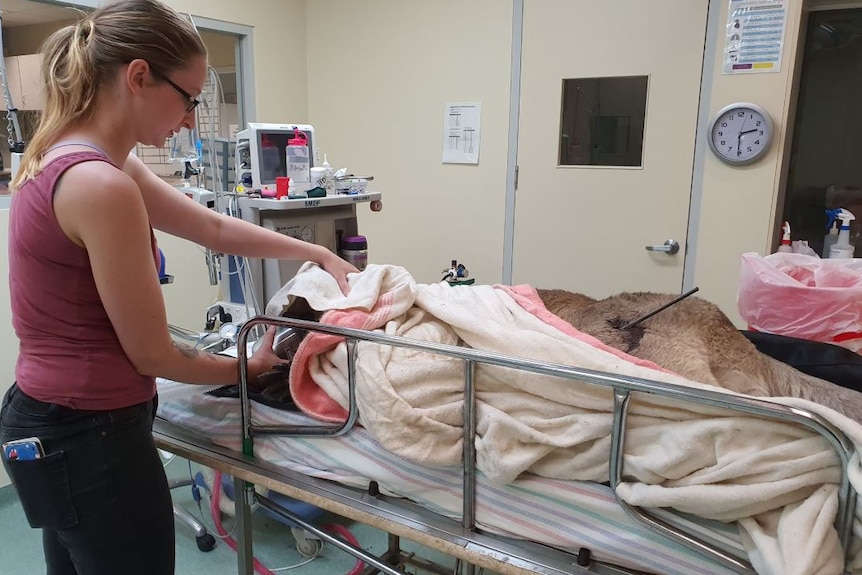 A woman holds an oxygen mask to a kangaroo's head, the roo is lying on a table covered in part in a sheet, with an arrow in leg