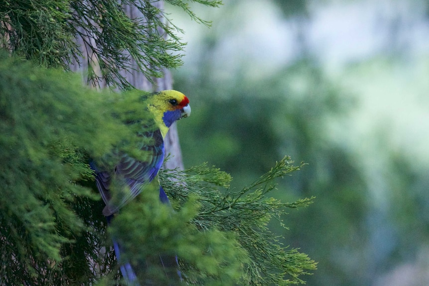 The Green Rosella Platycercus caledonicus is Australia’s largest Rosella, and only occurs in Tasmania