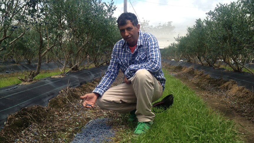 A blueberry farmer holds a handful of blueberries from the ground between rows of blueberry plants.