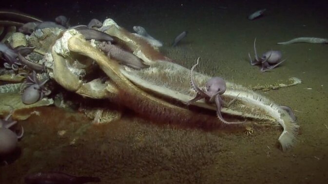 Several octopuses over the bones of a whale.