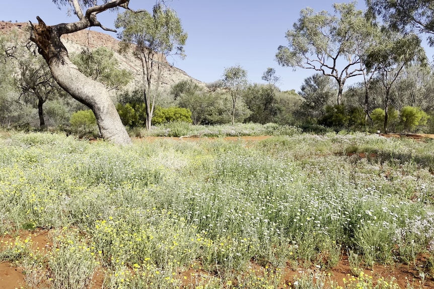 field of flowers with tree and rocky mountain in the background