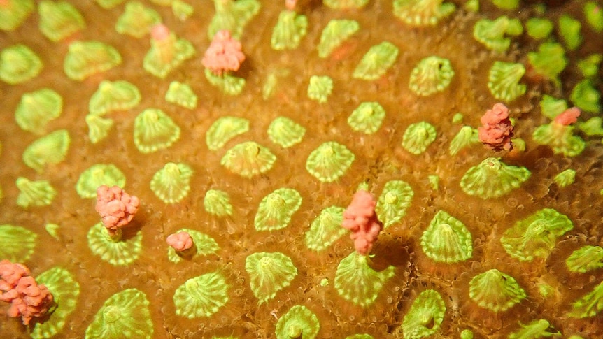 A close up shot of spawning coral.