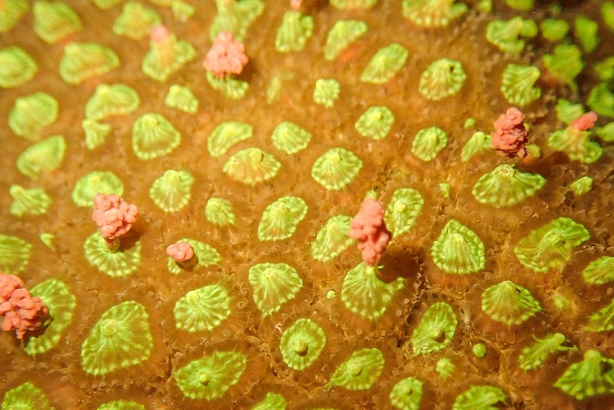 A close up shot of spawning coral.