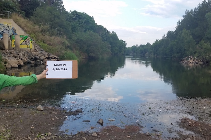 A picture looking upstream from the weir.