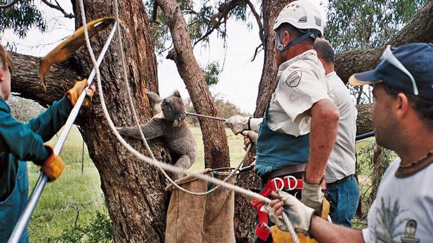 This French Island koala is being carefully caught by Parks Victoria.