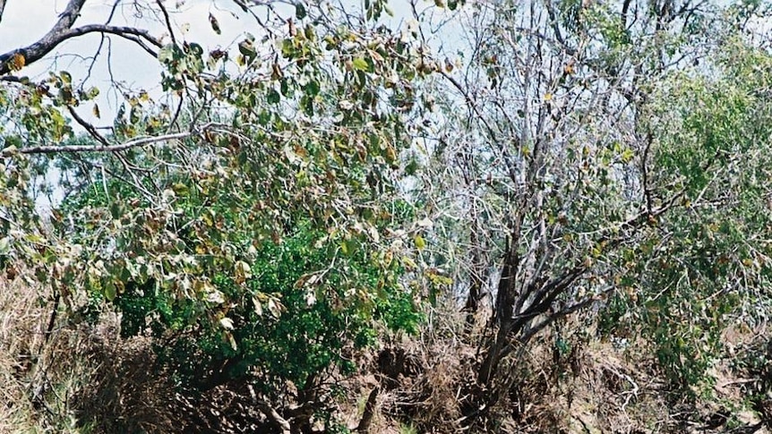 Waterhole near Borroloola