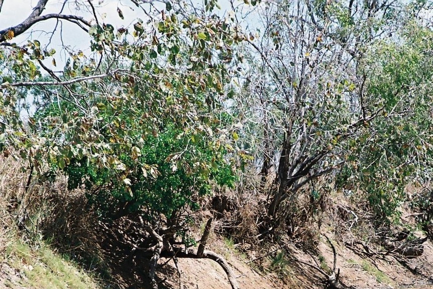 Waterhole near Borroloola