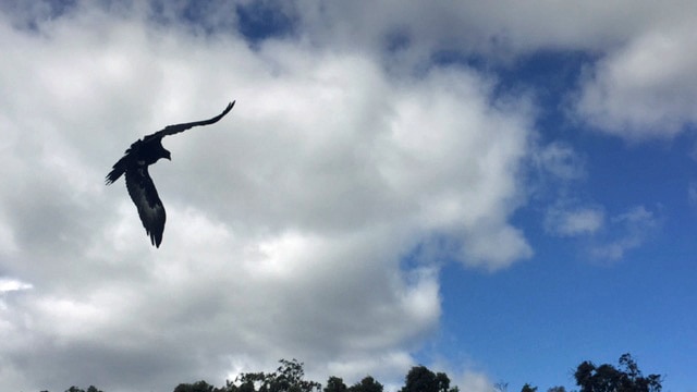 Wedge tailed eagle takes flight
