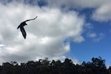 Wedge tailed eagle takes flight