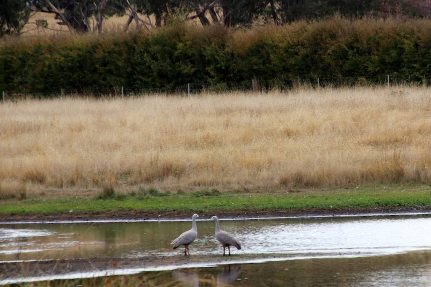 Two small birds stand near a dam 