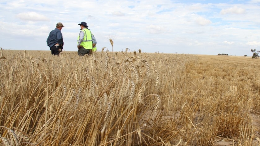 WA grain growers take class action against Emerald