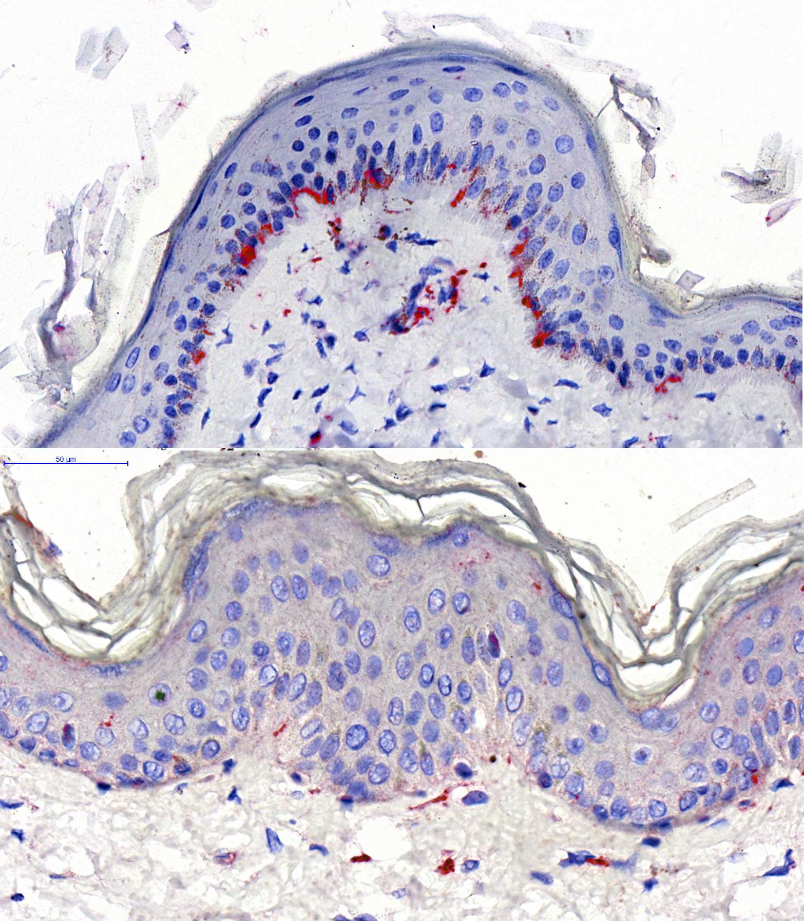 Whip use on racehorses questioned by study which finds they're thin