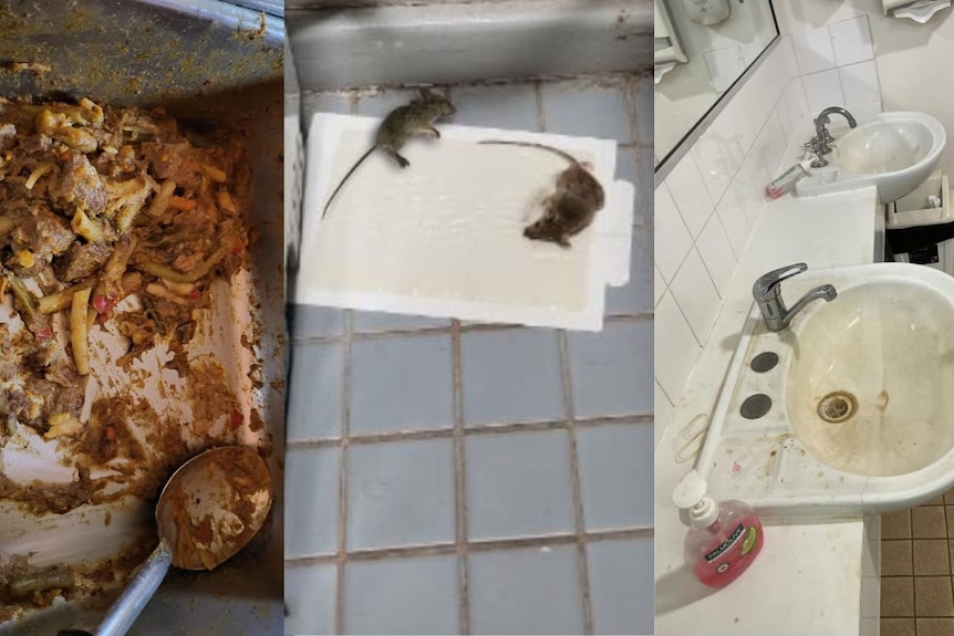 A collage showing old pasta clumps, two dead mice and dirty sinks.