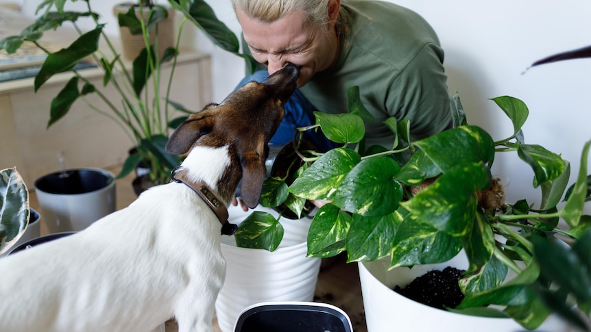 A man with an indoor plant collection and dog, reusing potting mix to make his garden more sustainable.