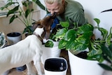 A man with an indoor plant collection and dog, reusing potting mix to make his garden more sustainable.