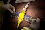 two hands with surgical gloves holding apart bird's wins