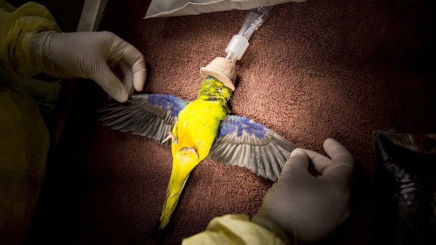 two hands with surgical gloves holding apart bird's wins
