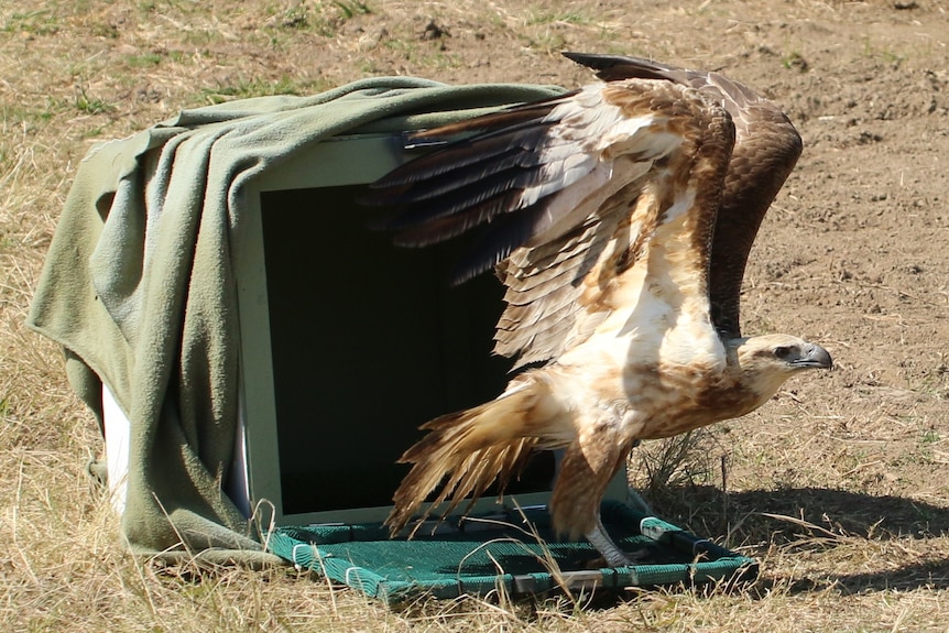 A large brown and white bird being released from a crate outside.