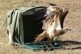 A large brown and white bird being released from a crate outside.