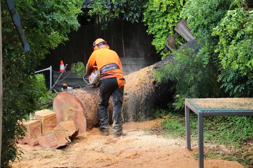 Back of a man using chainsaw to cut a large tree trunk.